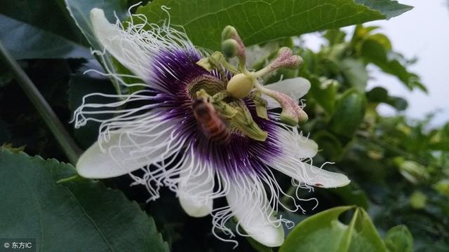 百香果长势很好,但不开花结果,这主要是什么原