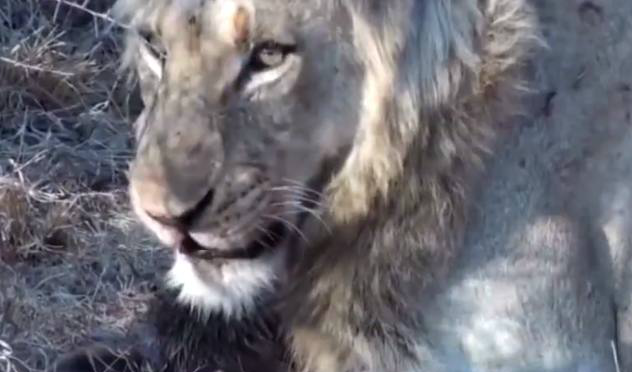 狮子发怒秒杀平头哥,但在吃平头哥的时候却欲