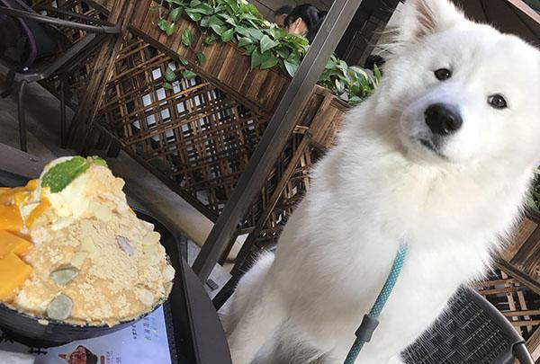 家有萨摩耶丨自从养了你, 旅行的相册里就不再只有自拍照!