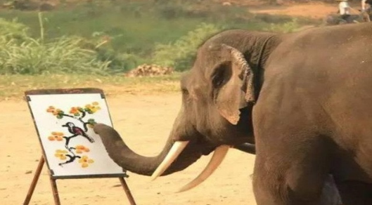 泰国出现会画画的天才大象,当知道真相后人们既心酸又