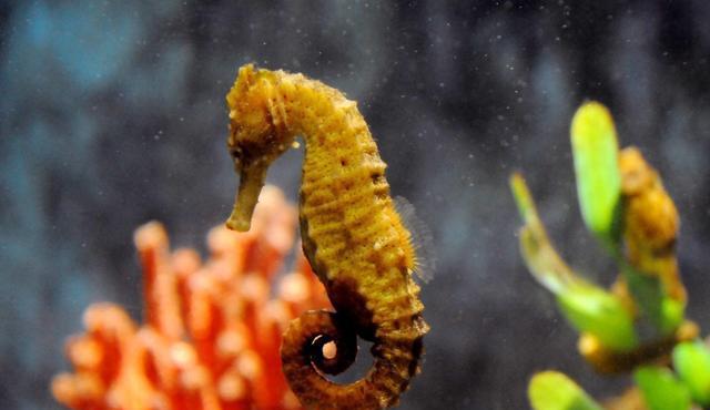 海马的功效与作用及食用方法