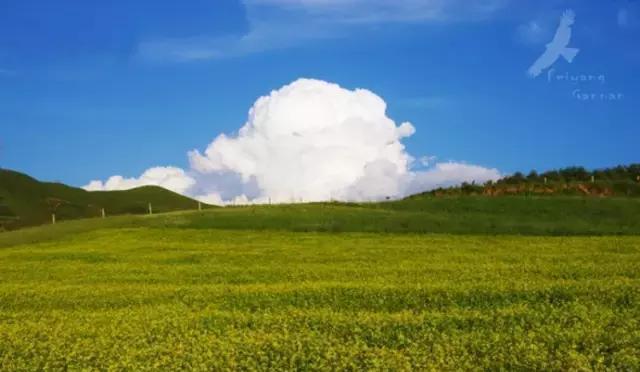甘南四大美丽大草原