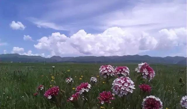 甘南四大美丽大草原