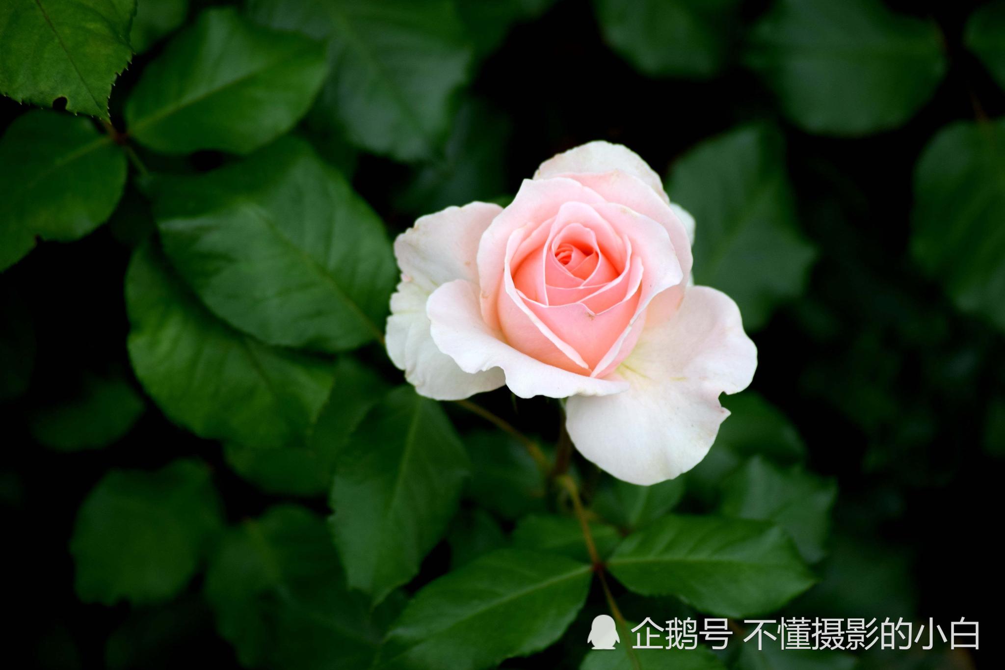粉色玫瑰花朵高清壁纸