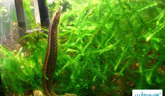 昨天,我养的苹果螺爆缸了