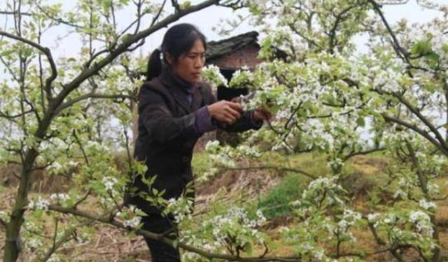 梨树夏季修剪技术要点
