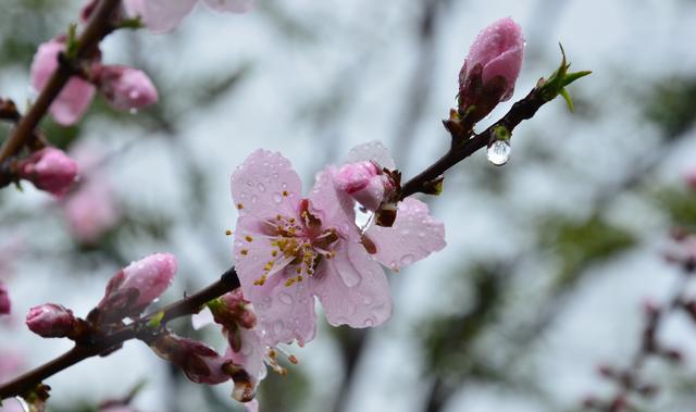 沾衣欲湿桃花雨:三月江南,雨中桃花