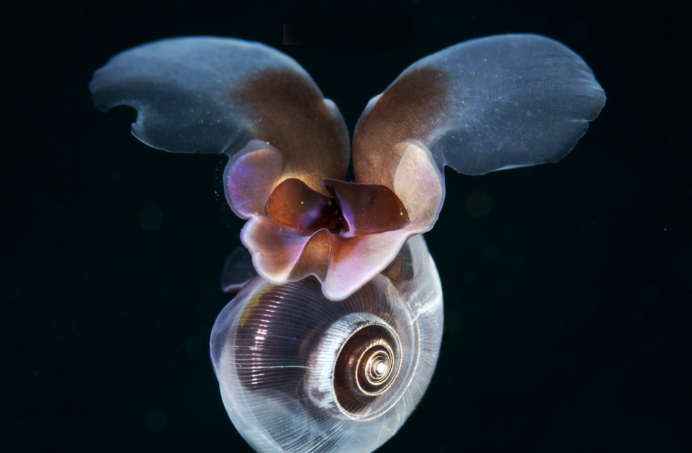 这十种深海生物,你认识一种算我输|水母|软体动物|浮游生物_新浪网