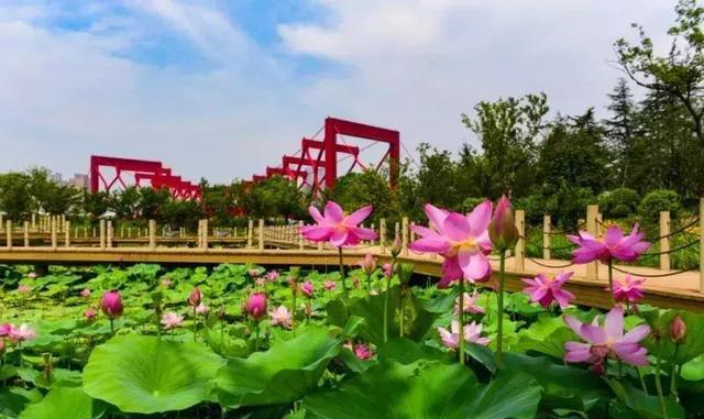 运河三湾风景区