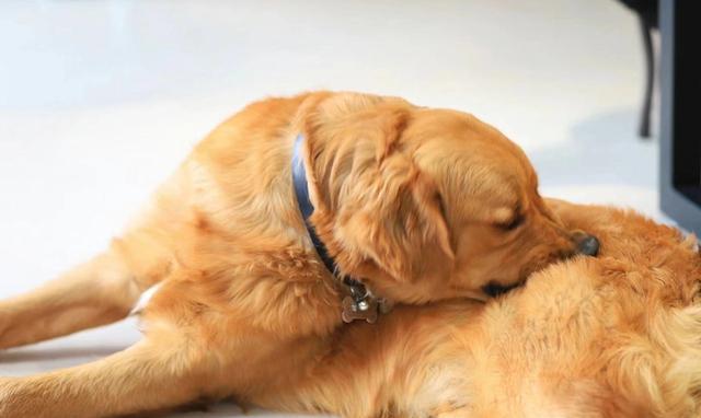 了春秋两季是换毛季,还有这4点是人为原因让狗狗掉毛