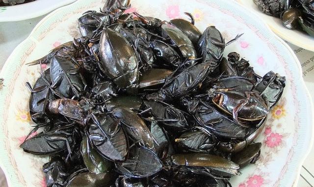 臭鼬有多臭图片