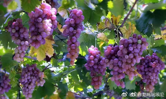 葡萄熟了!郑州周边摘葡萄好去处
