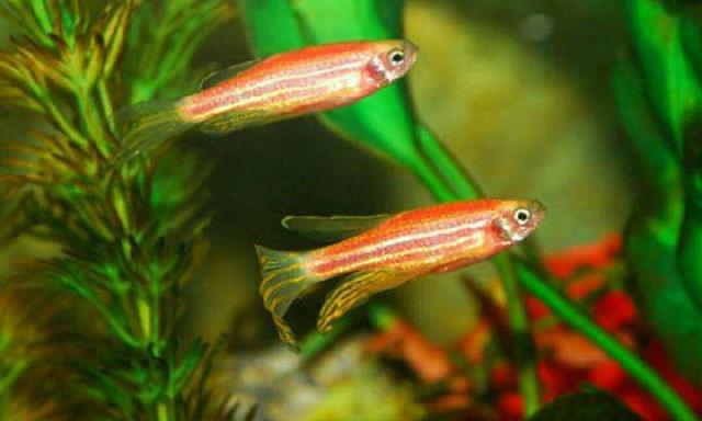 养鱼总是挂掉?几大养不死的鱼儿推荐!