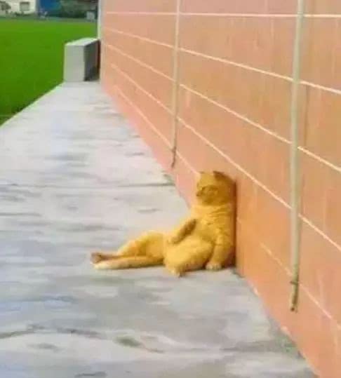 厌世猫咪靠墙瘫坐在田边,看着远方表情沉重,浑身是戏让人笑不停