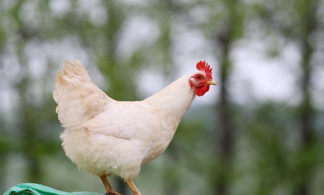 五种中草药在的鸡病防治中应用;养鸡常用中草