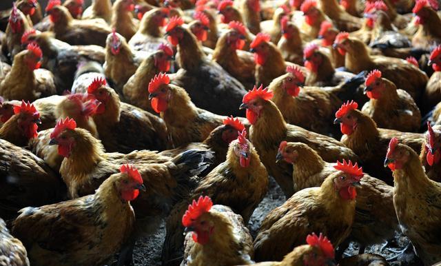 五种中草药在的鸡病防治中应用;养鸡常用中草