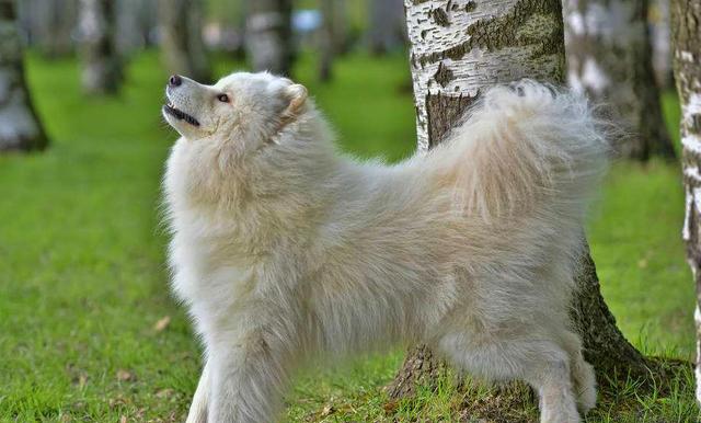 让你一眼分辨出真假"美猴王"(第二期)|萨摩耶|爱斯基|爱犬_新浪新闻