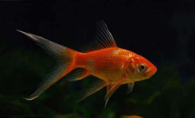 养鱼总是挂掉?几大养不死的鱼儿推荐!