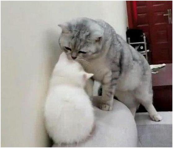 新来一只小奶猫,家里的胖猫争宠,它居然趁主人不在的