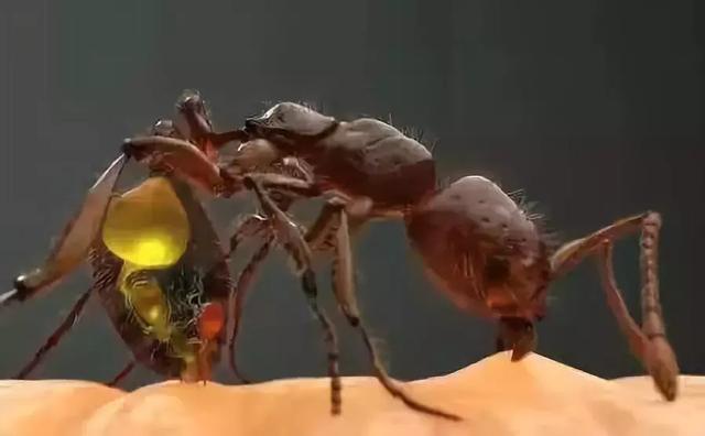 男子遭蚂蚁咬伤导致过敏性休克,什么蚂蚁这么
