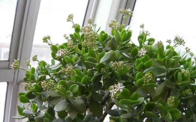 玉树家里最常见的厚脸皮植物还能养成全家之宝开花不是梦