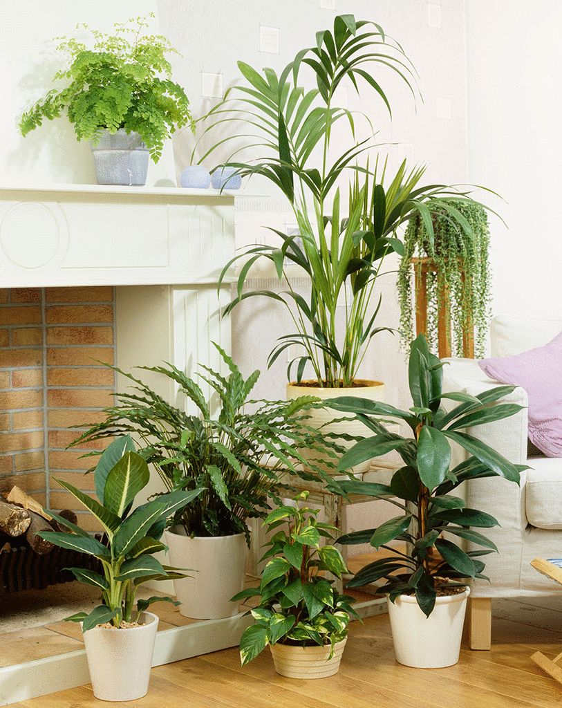 全筑装饰分享"客厅植物摆放风水"快来看看你家植物放