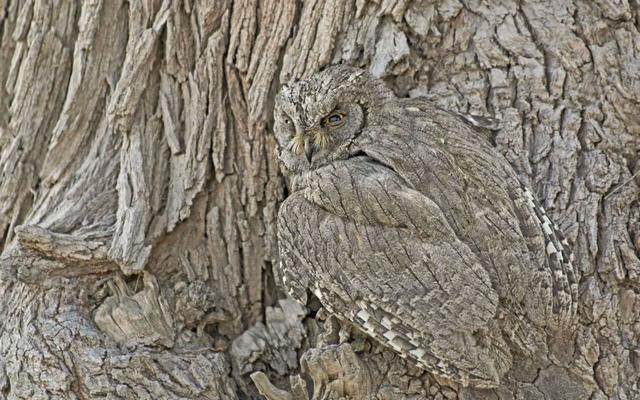 跟这些动物的伪装比起来,变色龙的“隐身术”都有点儿小儿科了