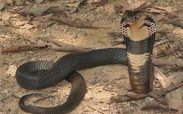 蛇类煞星眼镜王蛇吃自己的同类能分辨其他蛇类是否有毒