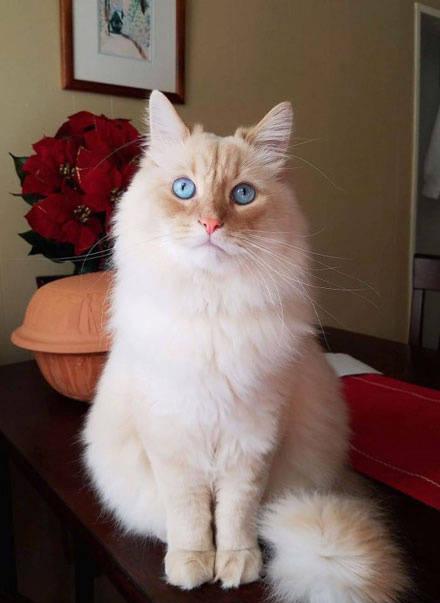 生活在英国庄园的猫咪,品种高贵,连往来的小动物也很稀奇!