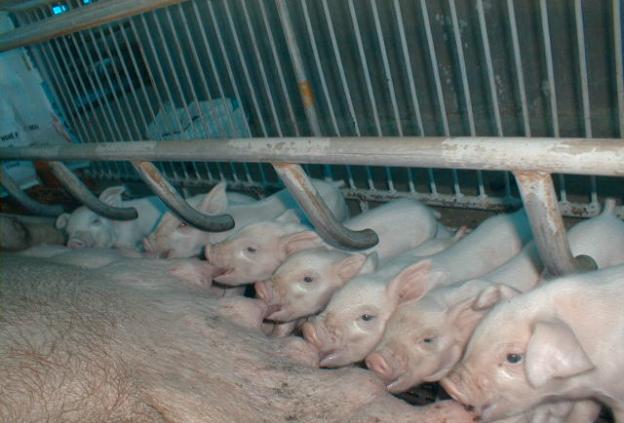 初生仔猪及时吃初乳的好处