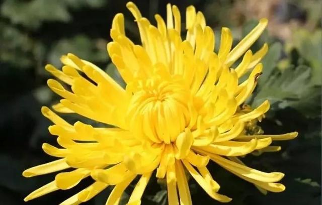 用7天的期限邂逅一杯紫霞仙子都买一送一,至