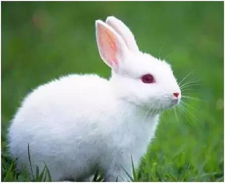 △天真可爱幼齿萌萌哒的小白兔