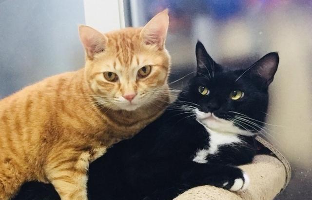 网友看到两只公猫在做不可描述的事，难道这年头猫咪也流行gay?