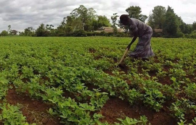 非洲人懒成什么样子?中国雇非洲人种田,一但发