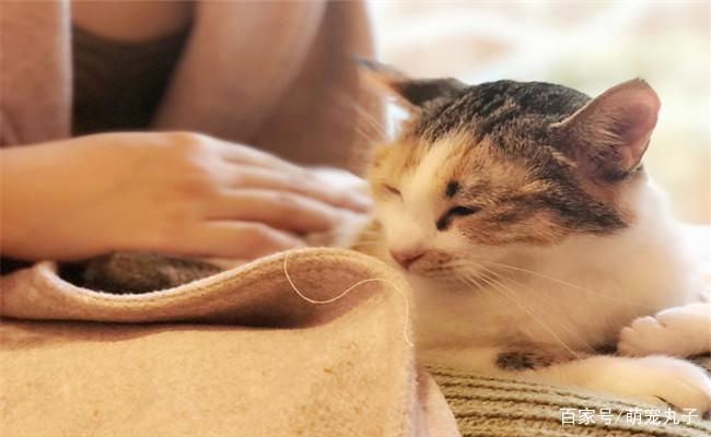 猫咪不让抱该怎么办呢?三个办法帮你成功的抱