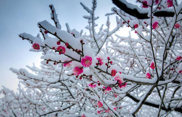 幽静的清晨,飘飘洒洒的雪花将东郊银装素裹,悄然绽放的梅花点缀着冰雪