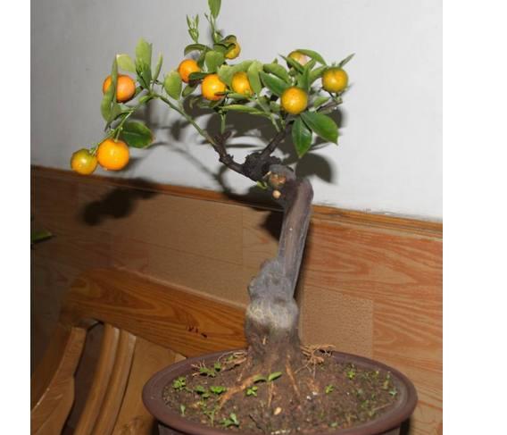 桔树盆景如何种植的 种植桔树盆景方法!