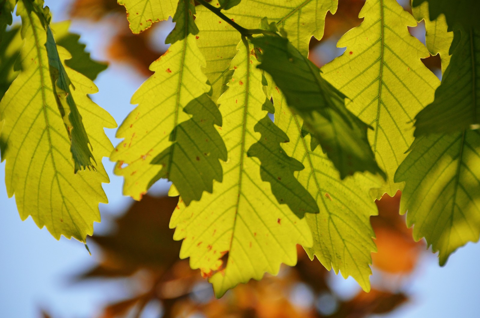 光影下的栎树叶子很好看原创摄影