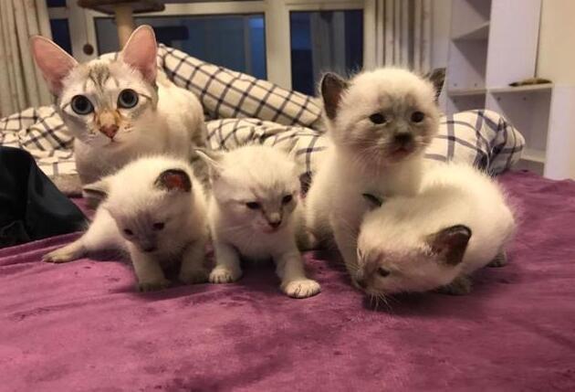 刚看到自己生出来的猫崽子,猫妈懵了,铲屎的:你是不是