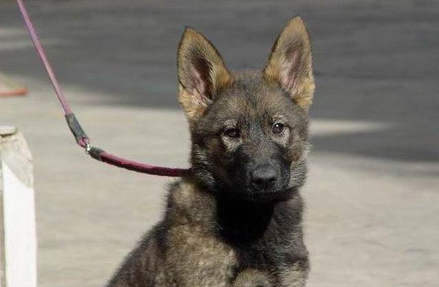 中国的这些名犬,你知道吗?盘点几种常见的产自中国的