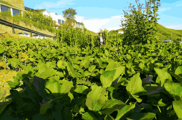 壁纸 成片种植 风景 植物 种植基地 桌面 640_423 gif 动态图 动图