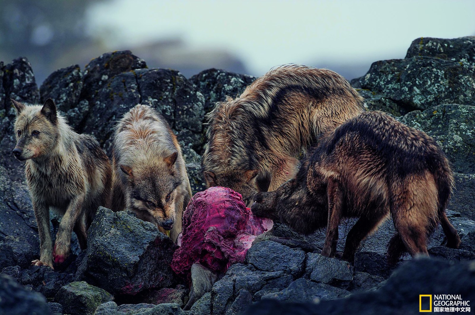 曾经遍布全国的狼，为什么在我国大部分地区都消失了？...