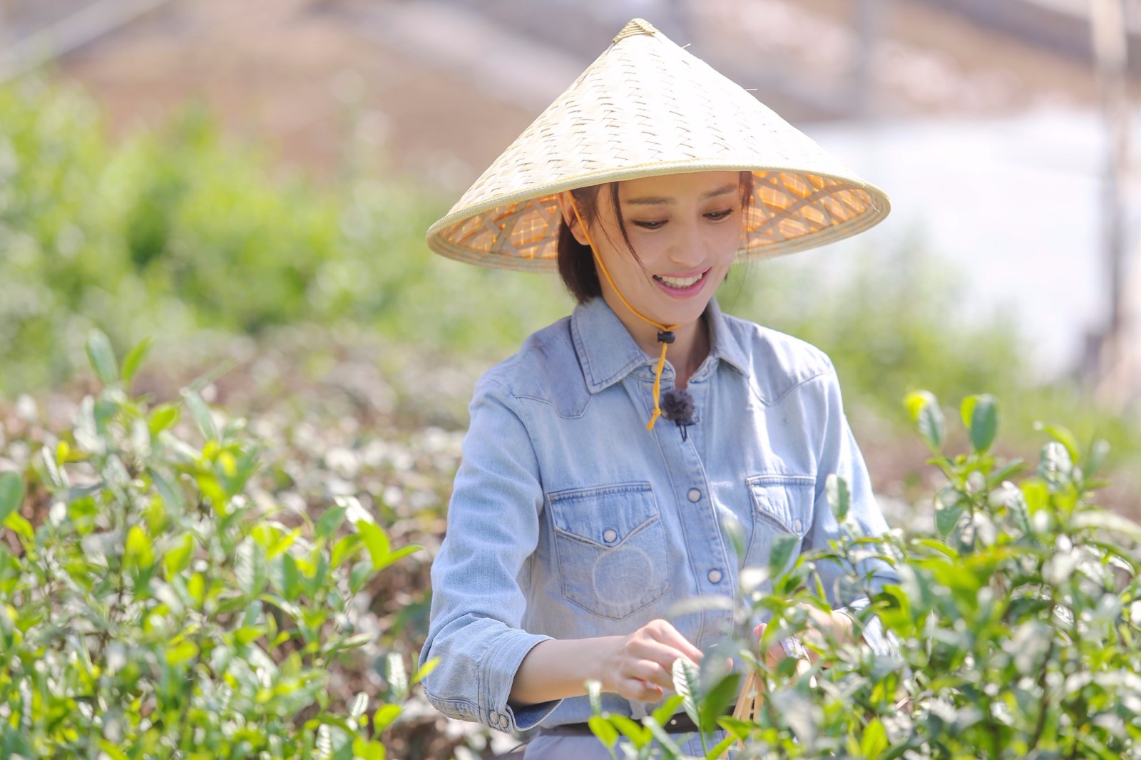 向往的生活，最美采茶姑娘佟丽娅!