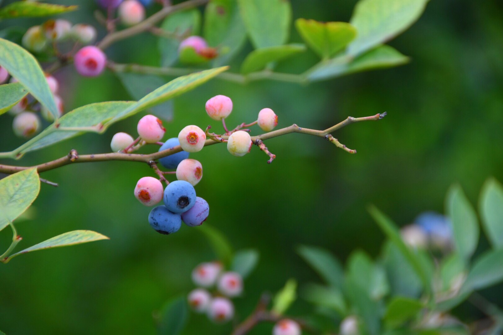 我最爱的蓝莓,第一次看到长在 枝上可爱的模样
