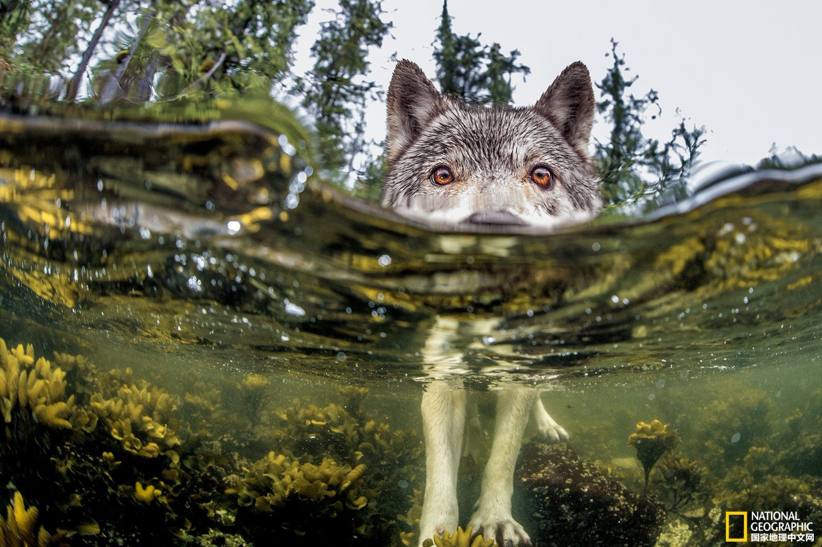 这些狼群以吃海鲜为生，经常游到外海捕捉礁石上晒太阳的海豹海狮|狼群|海狮|狼_新浪新闻
