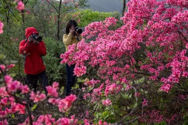 金龙山上映山红,他年定当再相逢!