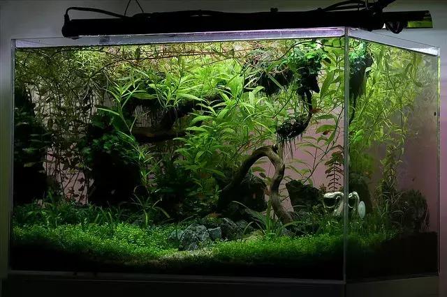草缸造景素材非常普通成景却十分惊艳