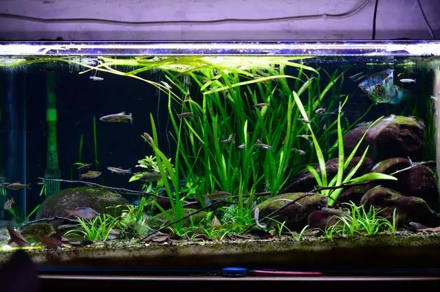 原生溪流缸的开缸心得