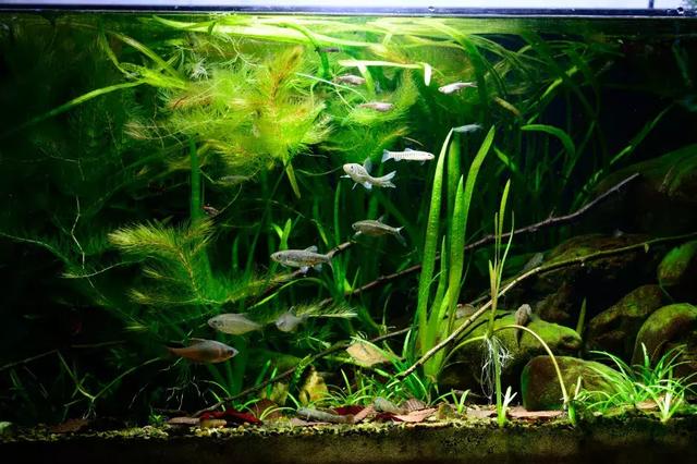 原生溪流缸的开缸心得