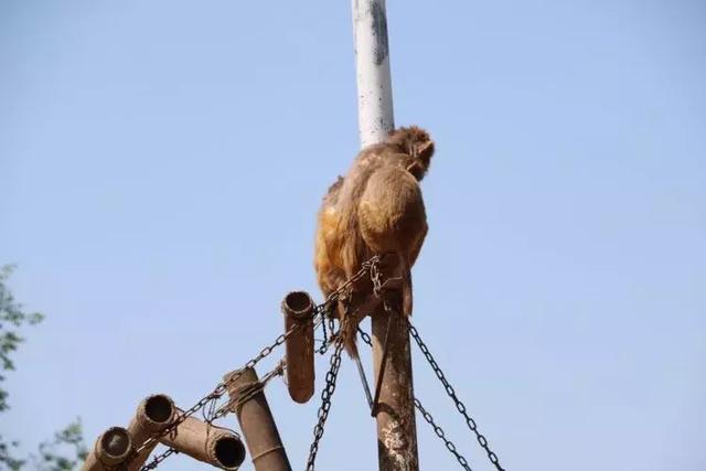 高新新徽学校走进野生动物园,探索神奇大自然